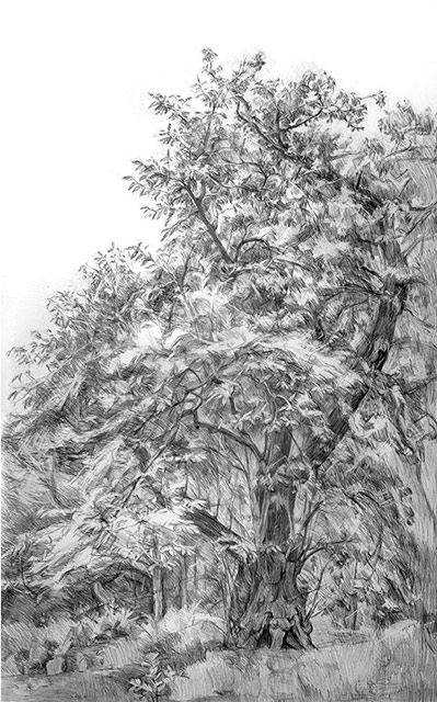 Hampstead-Sweet-Chestnut